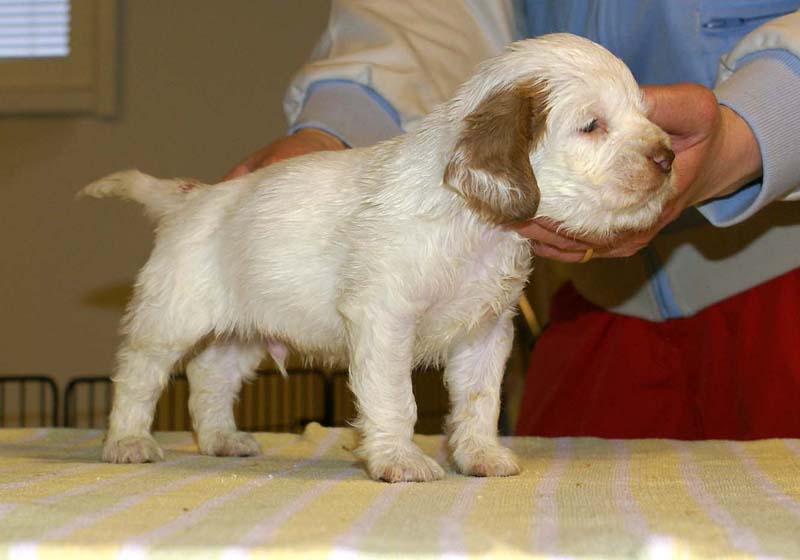 boy_pink_tail_4,5weeks_d