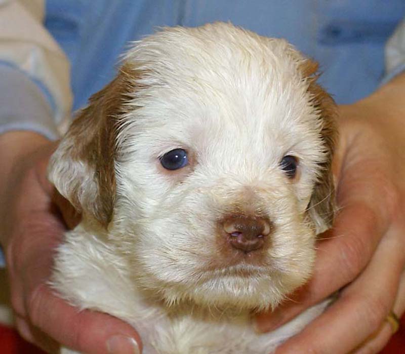 boy_pink_tail_4,5weeks_e