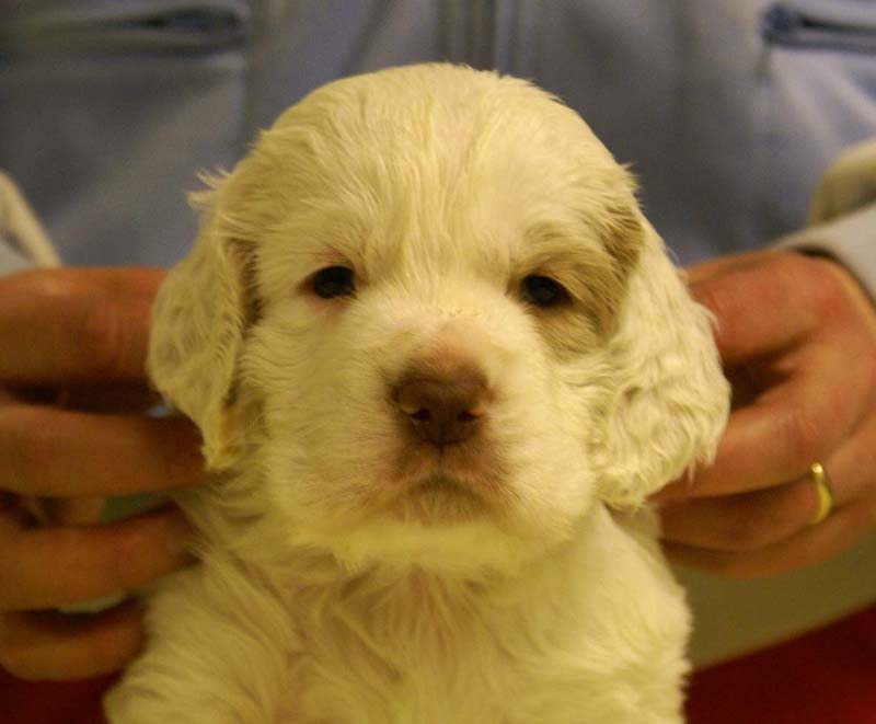 boy_purple_head_4,5weeks_a