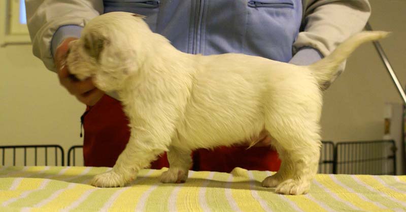 boy_purple_head_4,5weeks_b