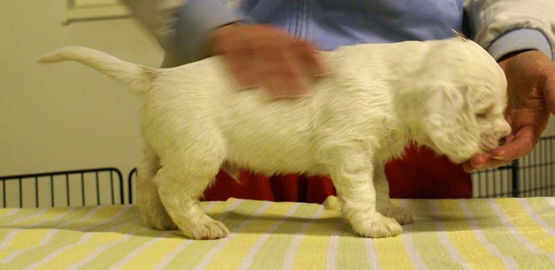 boy_purple_head_4,5weeks_d