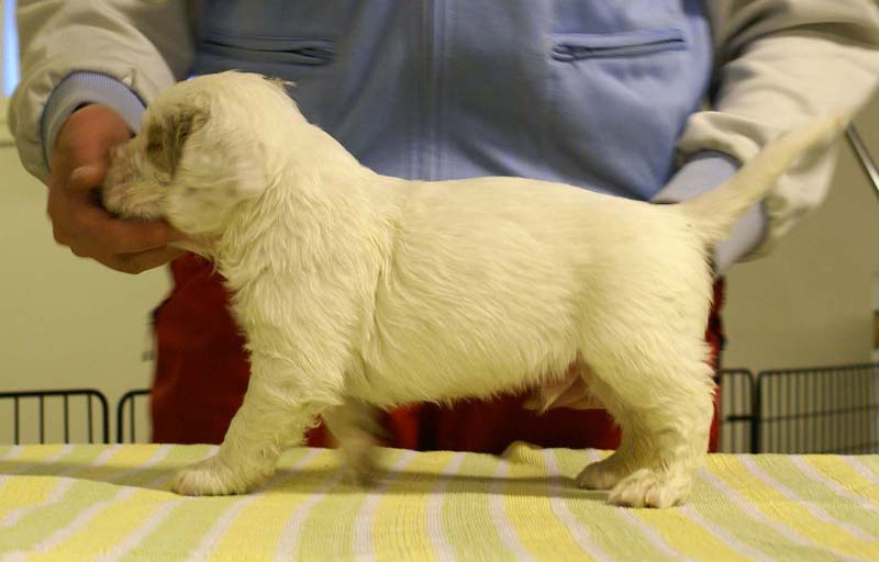 boy_purple_head_4,5weeks_f
