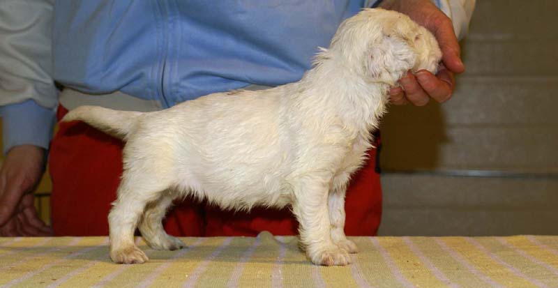 girl_bronze_back_4,5weeks_b