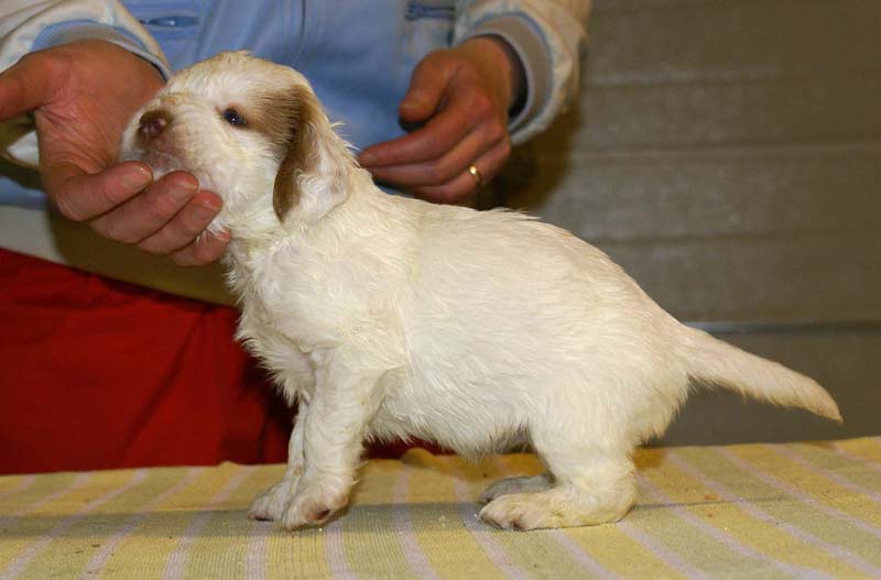 girl_bronze_back_4,5weeks_c