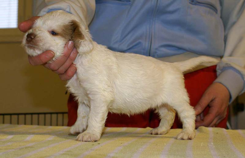 girl_bronze_back_4,5weeks_d