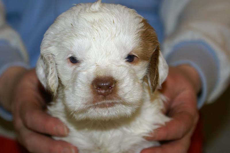 girl_bronze_back_4,5weeks_e