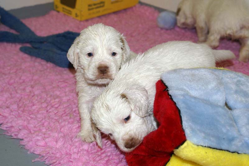 ST_Snow-pups_4weeks_aa