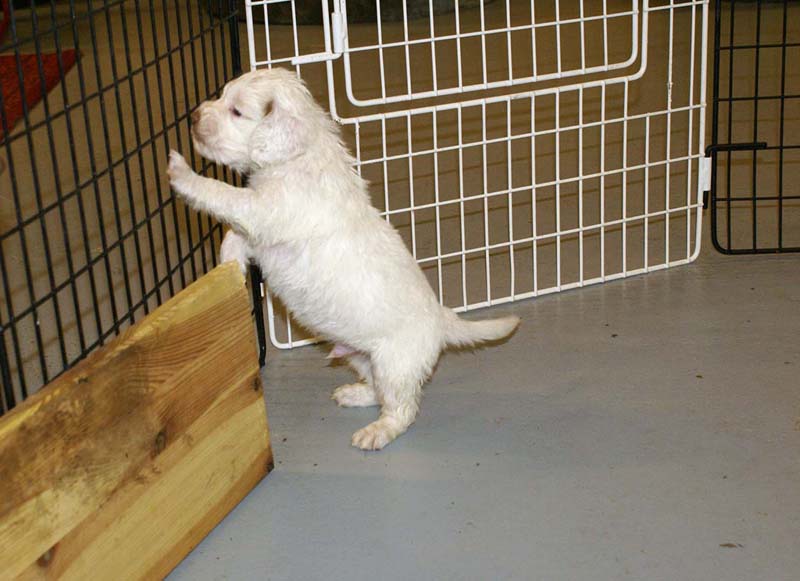 ST_Snow-pups_4weeks_b