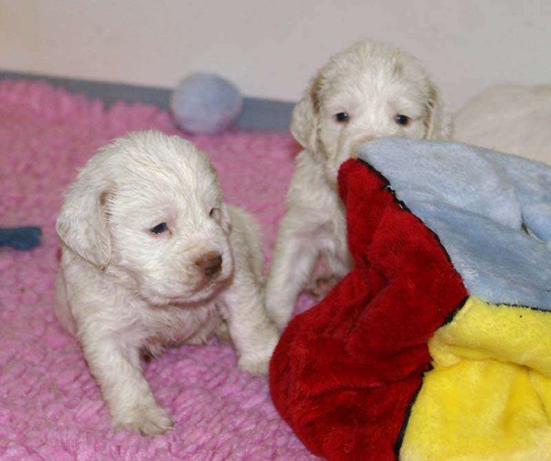 ST_Snow-pups_4weeks_bb