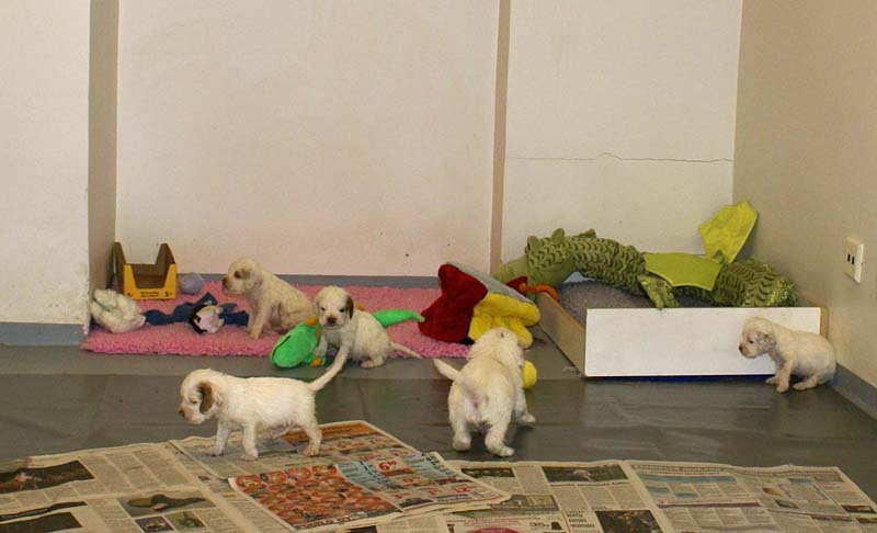 ST_Snow-pups_4weeks_d