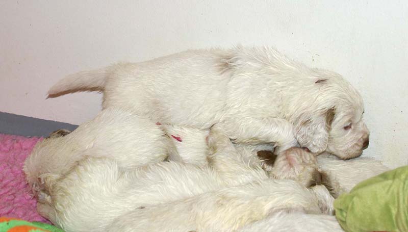 ST_Snow-pups_4weeks_ee