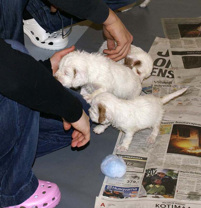 ST_Snow-pups_4weeks_g