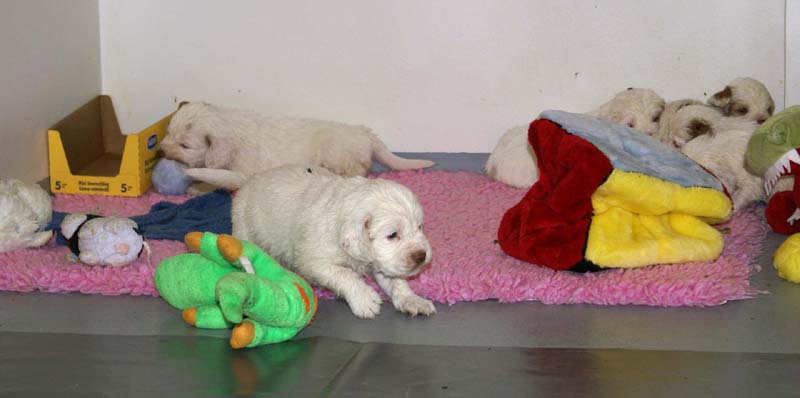 ST_Snow-pups_4weeks_h