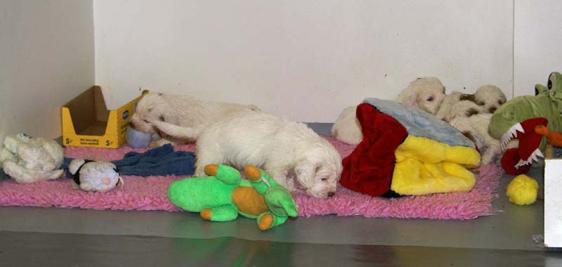 ST_Snow-pups_4weeks_i