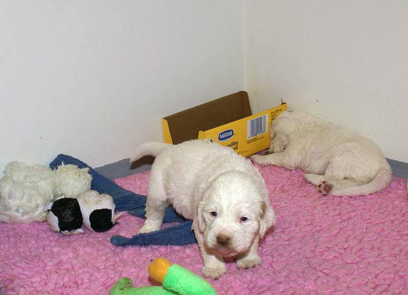 ST_Snow-pups_4weeks_ii