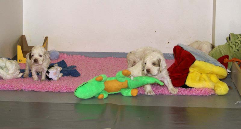 ST_Snow-pups_4weeks_j