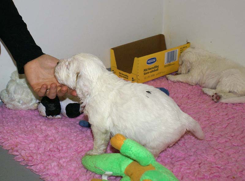 ST_Snow-pups_4weeks_jj