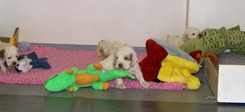 ST_Snow-pups_4weeks_k