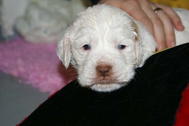 ST_Snow-pups_4weeks_kk