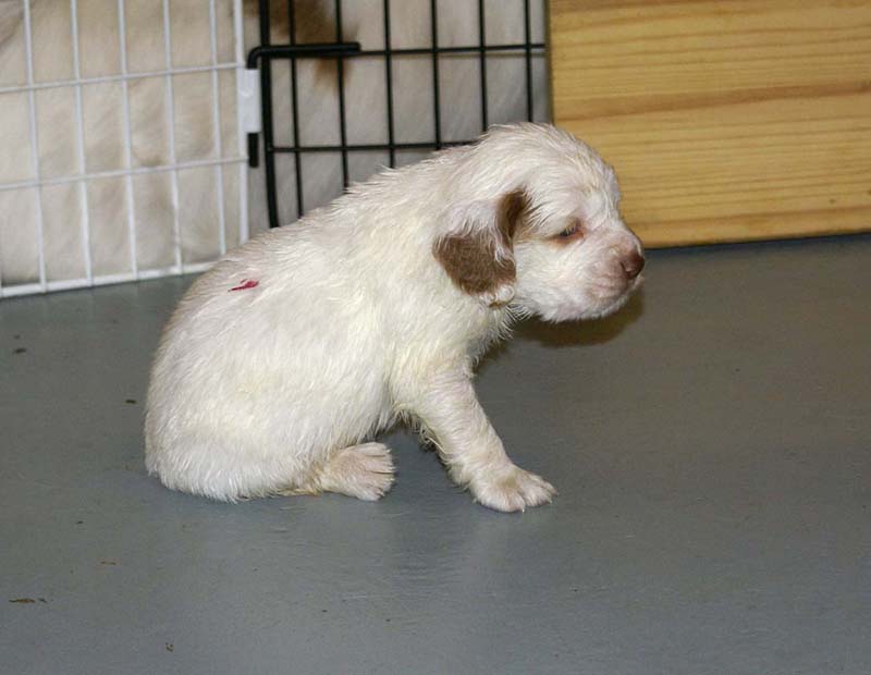 ST_Snow-pups_4weeks_m