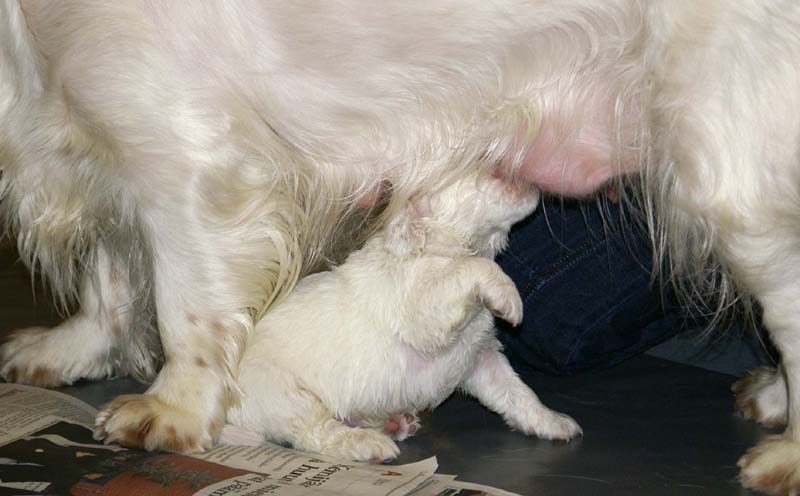 ST_Snow-pups_4weeks_mm