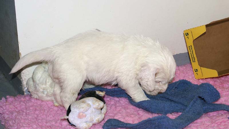 ST_Snow-pups_4weeks_nn