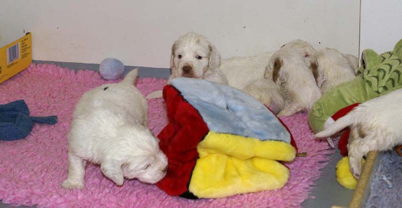 ST_Snow-pups_4weeks_o