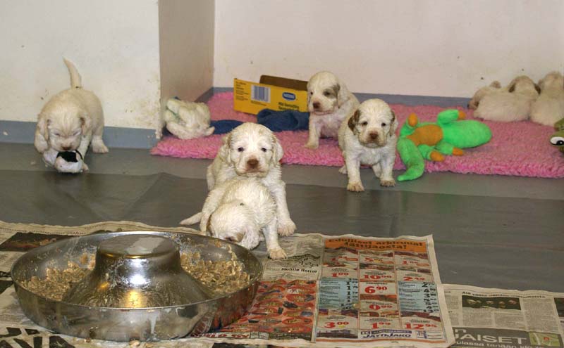 ST_Snow-pups_4weeks_oo