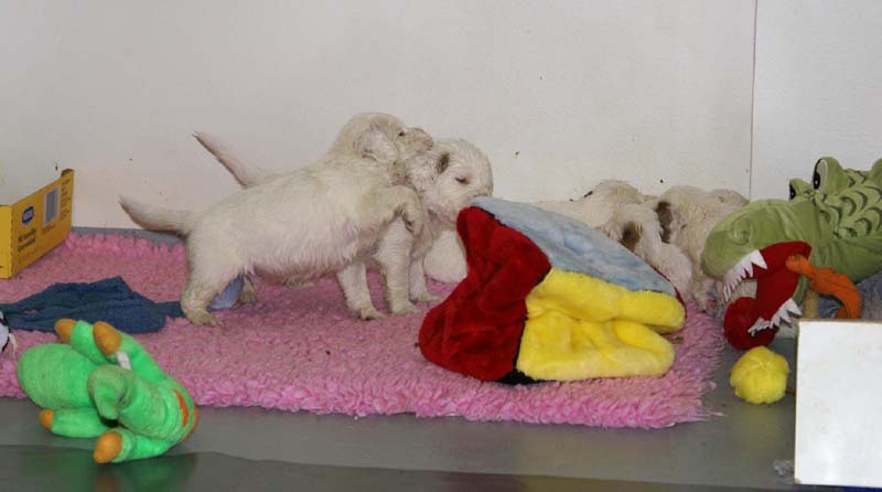 ST_Snow-pups_4weeks_r