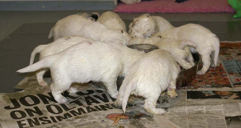 ST_Snow-pups_4weeks_rr