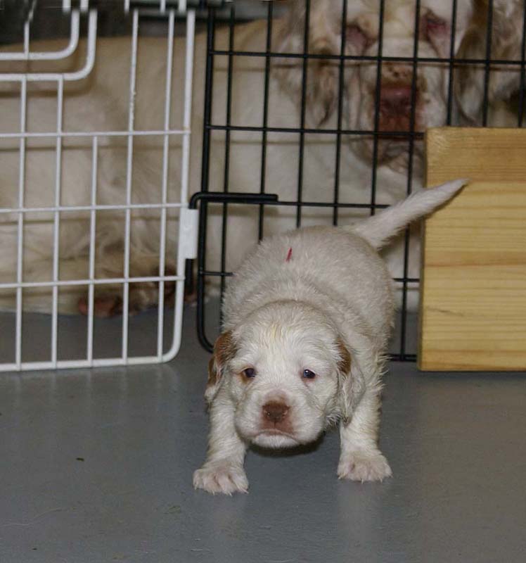 ST_Snow-pups_4weeks_s