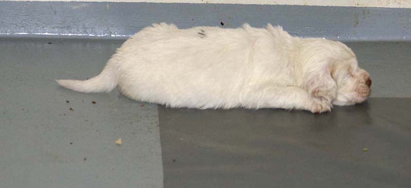 ST_Snow-pups_4weeks_tt