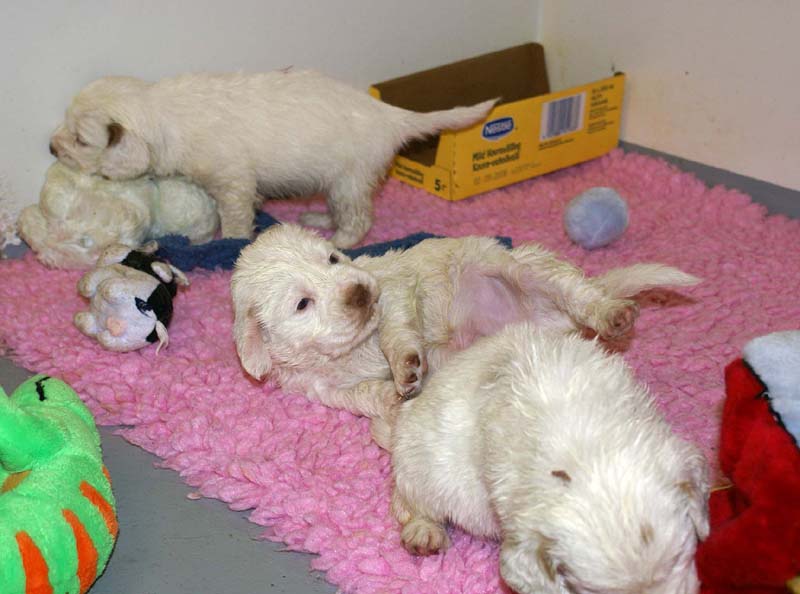 ST_Snow-pups_4weeks_v