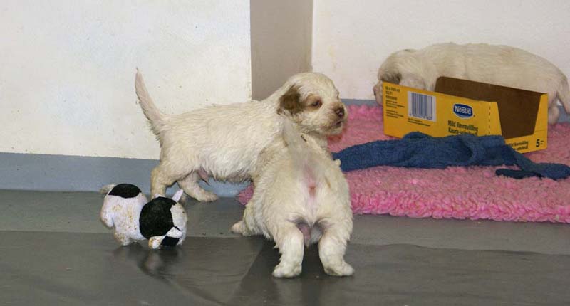 ST_Snow-pups_4weeks_vv