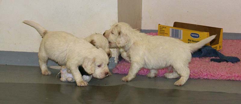 ST_Snow-pups_4weeks_xx