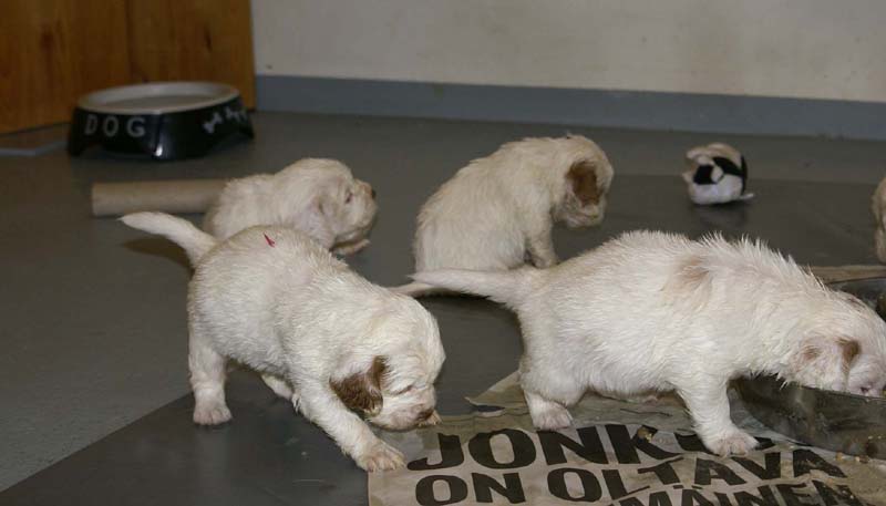 ST_Snow-pups_4weeks_y