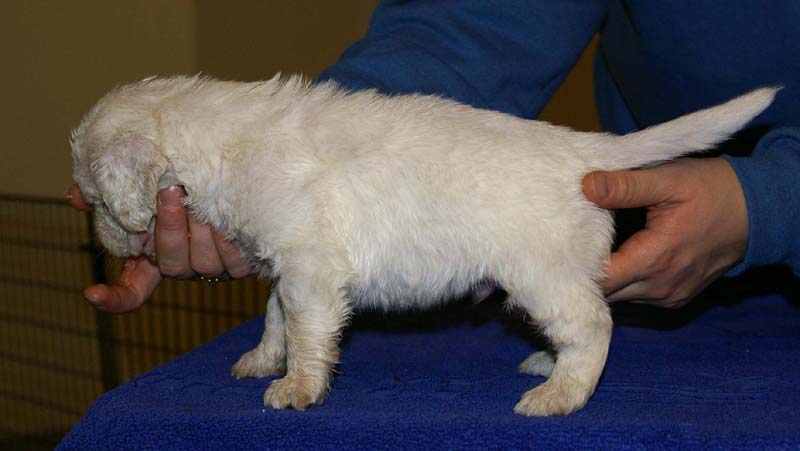 x_boy_bronze_head_4weeks_b