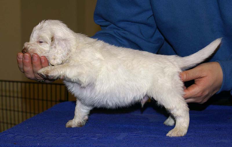 x_boy_bronze_head_4weeks_c