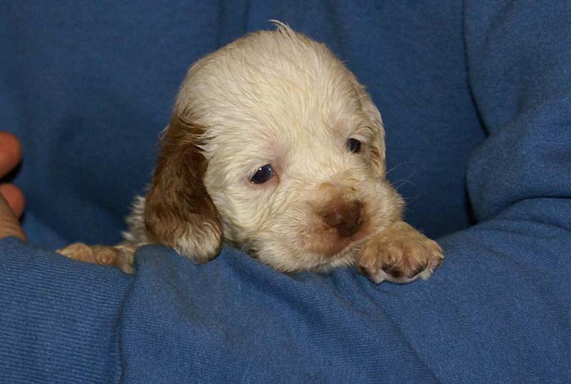 x_boy_bronze_tail_4weeks_a