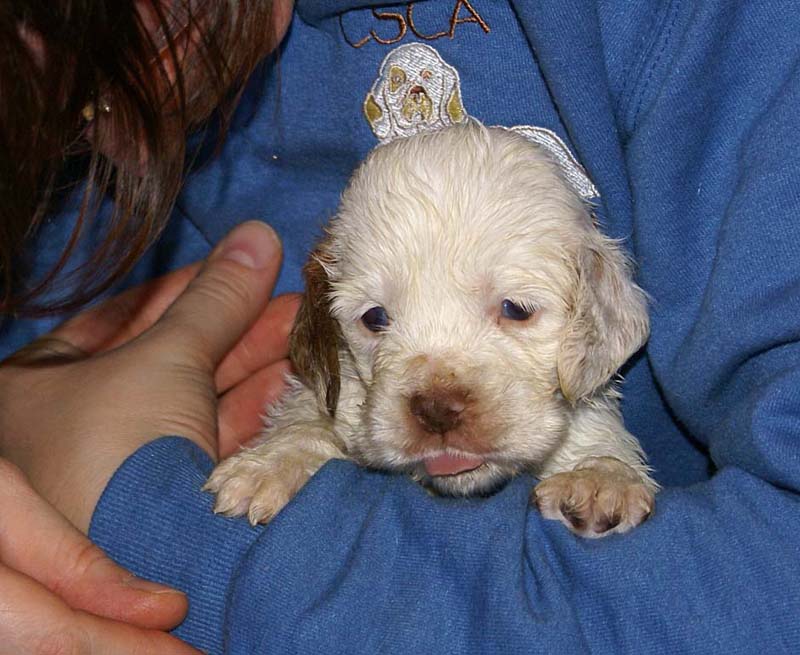 x_boy_bronze_tail_4weeks_b