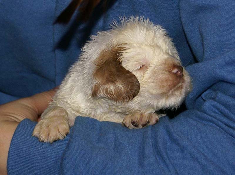 x_boy_pink_tail_4weeks_b