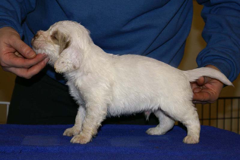 x_boy_purple_head_4weeks_d