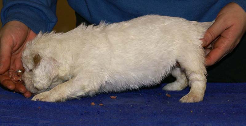 x_girl_pink_back_4weeks_d