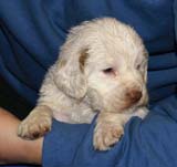 x_boy_bronze_head_4weeks_a