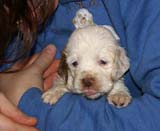 x_boy_bronze_tail_4weeks_b