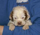 x_boy_pink_tail_4weeks_a