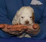 x_girl_bronze_back_4weeks_a