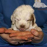 x_girl_bronze_back_4weeks_b