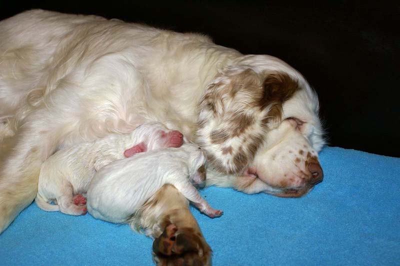 Snow_litter_5th_day_b