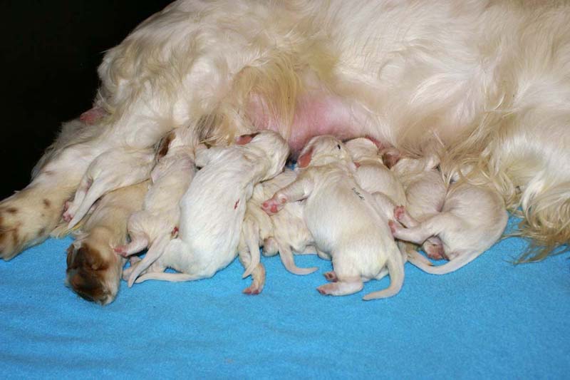 Snow_litter_5th_day_c